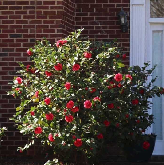 Butas (Răsad) Trandafir Japonez , Roz, rosu, galben, alb, portocaliu