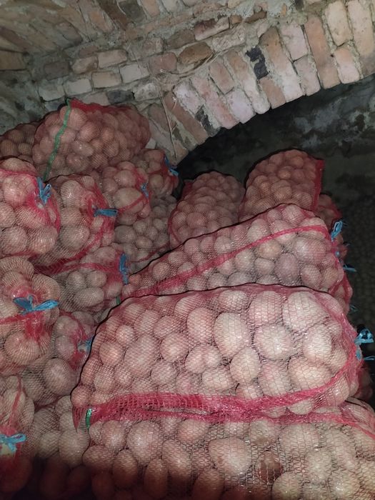 Cartofi roși de consum