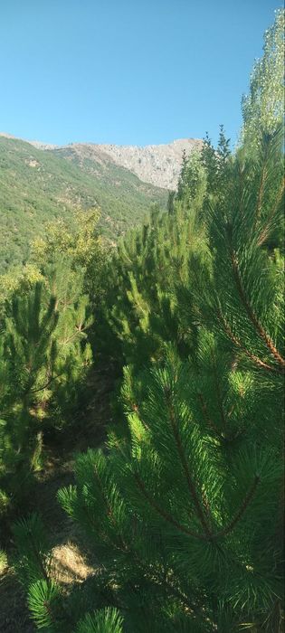 Toza qirim sasnalar