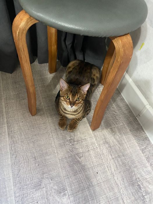 Бенгальский кот(7месяцев)