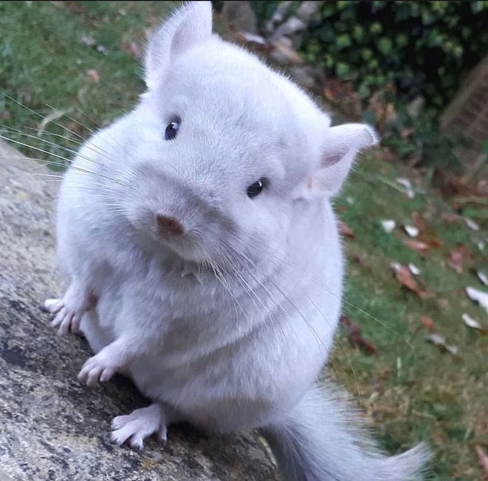 Animal de companie cincila chinchilla sinsila chinchila