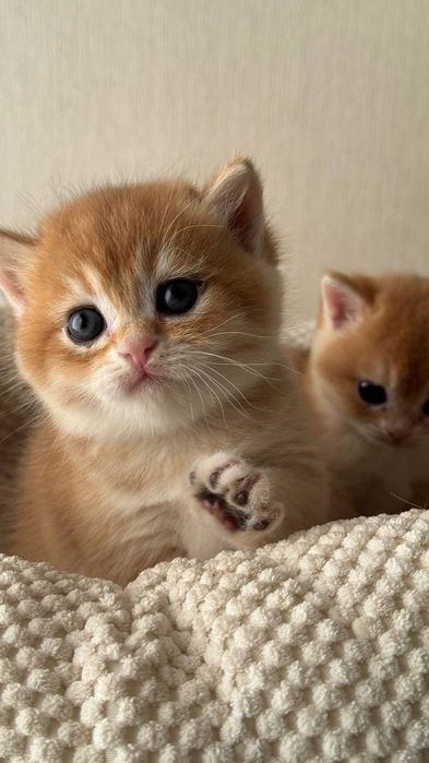 Zolotaya shinshilla ny12 britan o'g'il 1 oylik