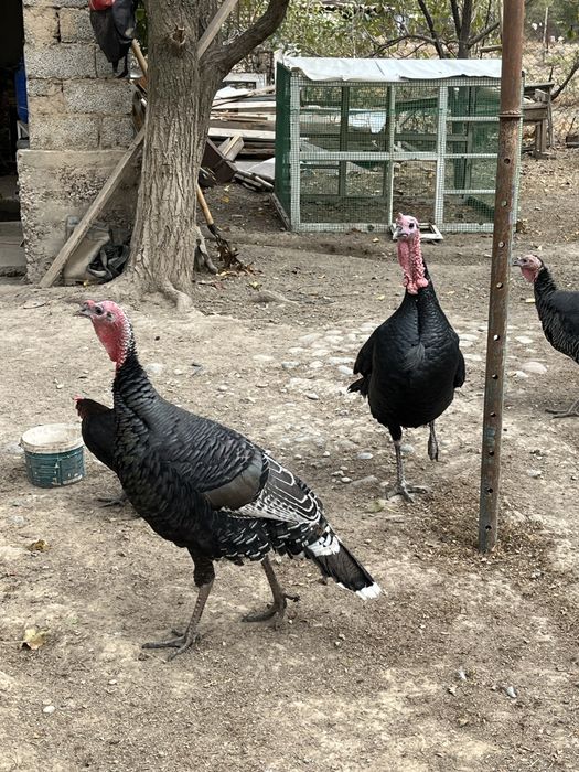 Продаются индюки, куркетауық