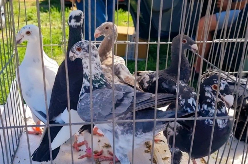 Germani de frumusete!