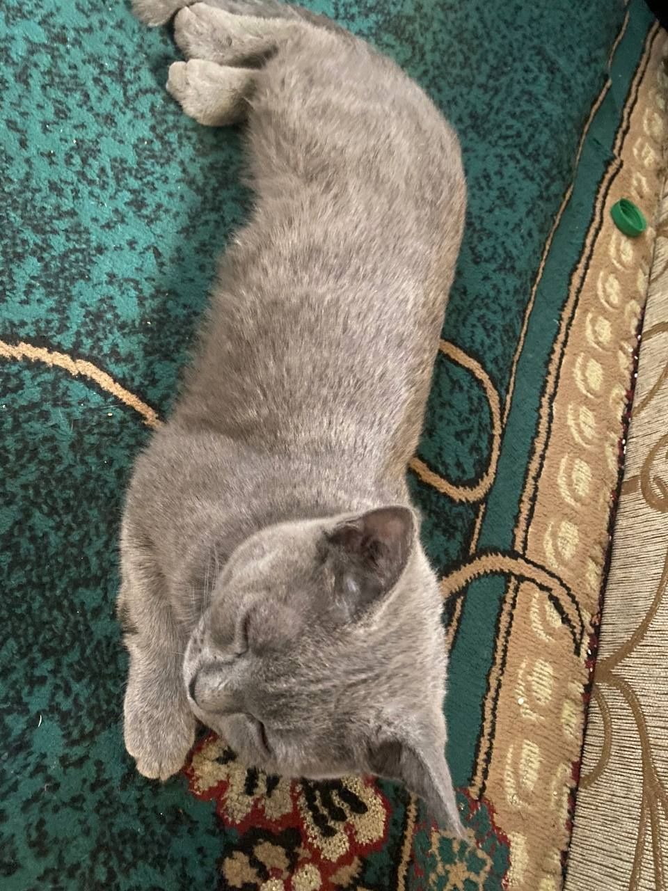 Братанский скот Скотт британский