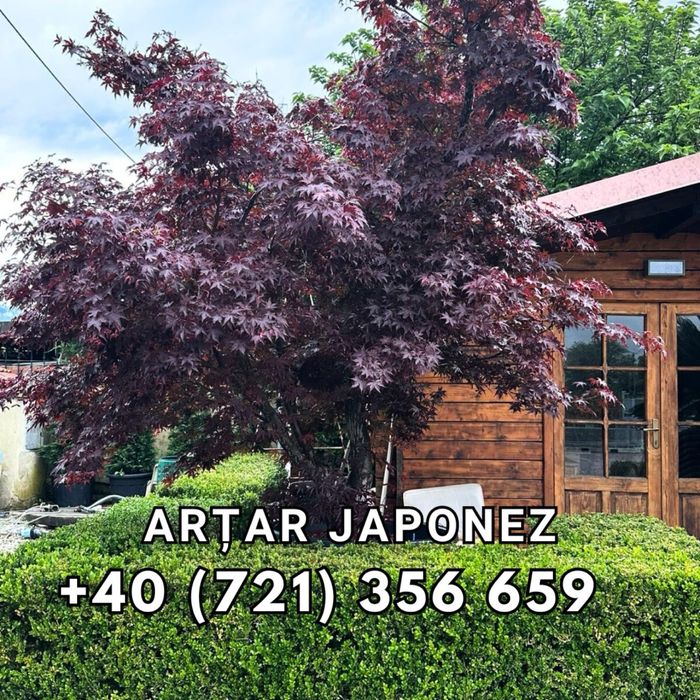 Mesteaca alb tuia zmarald laur englezesc artar japonez spirale pon pon