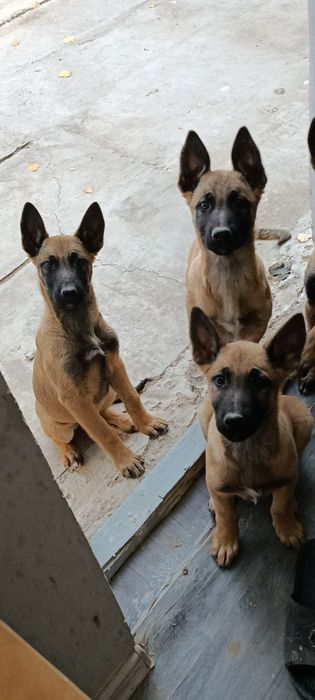 Бельгийская малиуна