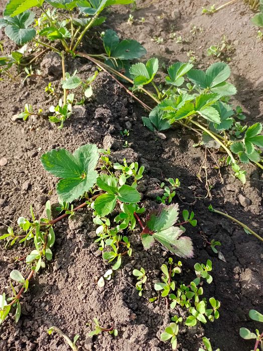 Продам рассаду клубники Лорд,Зенга, Ремонтантная  район селекционный