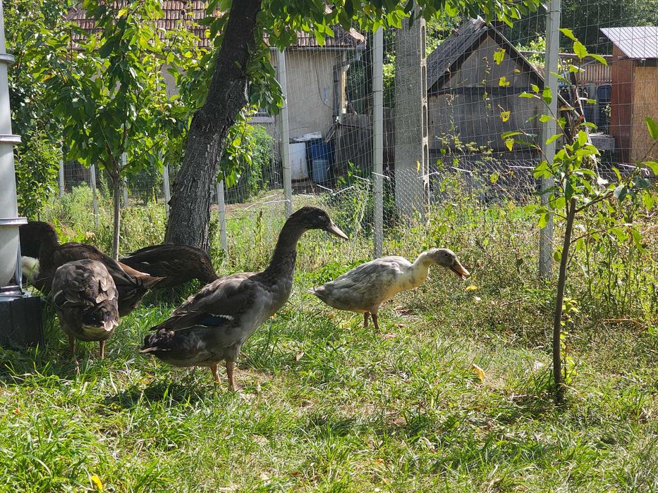vand masculi rata indiana