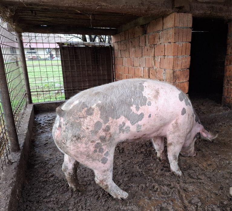 Vaca de vânzare  pentru sacrificare