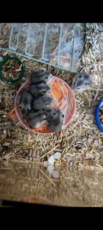 Vând pui de hamster pitic rusesc