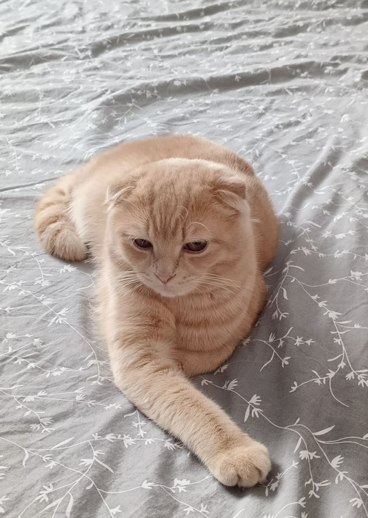 Молодой кот вислоухий на вязку