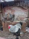 Oua pt incubat Brahma Herminat inchis