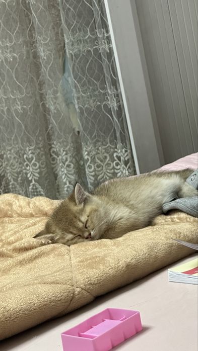 золотие шиншилла сотилади