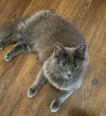 Вязка Кот Нибелунг