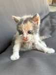 Pisicuta spre adoptie