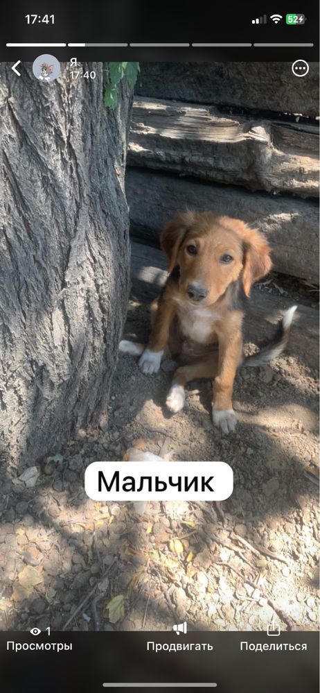 В поисках дома щенки