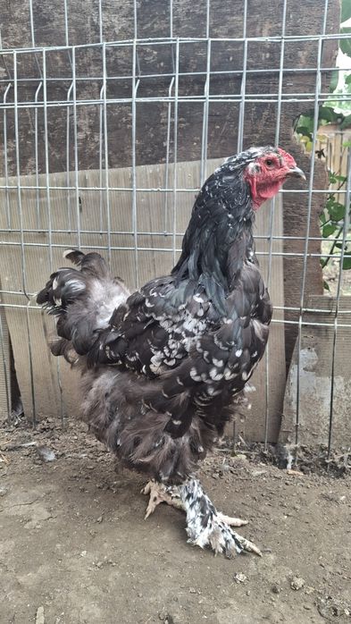Vând găină brahma negru bobat