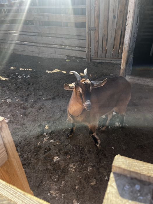 Сауын ешкі (ұрғашы буазы)