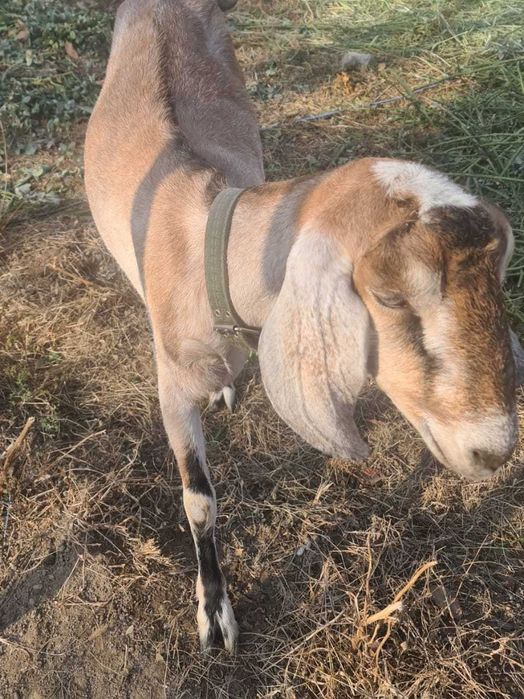 Продается коза.Англо-нубийской породы.