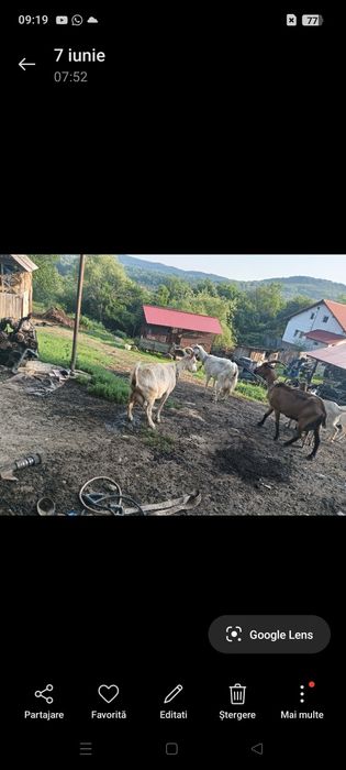 Vand capre sau schimb cu oii