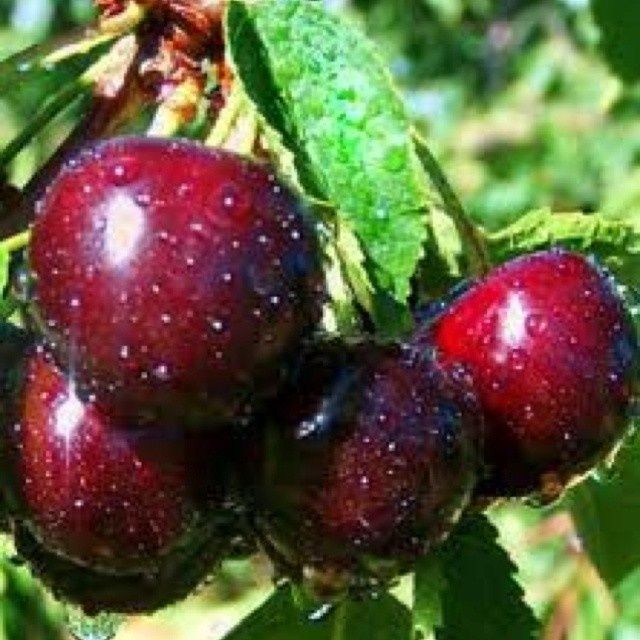 Pomi Fructiferi Columnari ( CIRES)