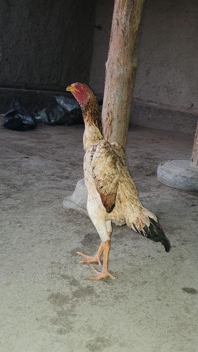 Shamo makiyon sotiladi