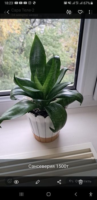 Продам комнатные цветы, ухоженные.