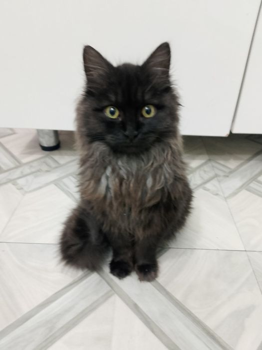 Домашняя черная кошечка . Чистоплотная и пушистая , ласкова и активна