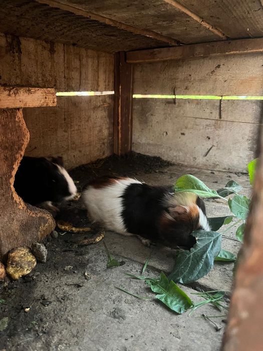 Pui porcusori de guineea 2 maturi 2 pui