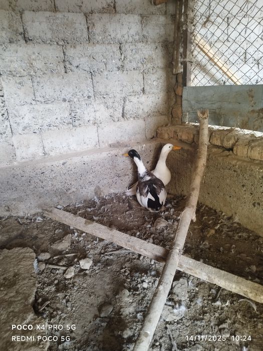 Oʻrdaklar sotiladi xoʻrozlari