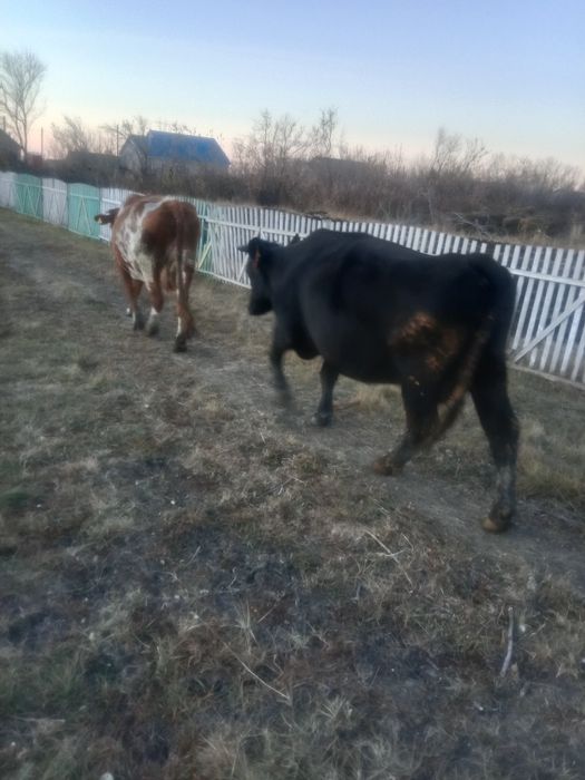 Продам 2х  стельных коров