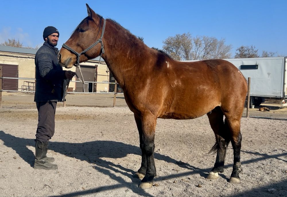 Жеребец 5 лет, казахской верховой породы , табун и под седло