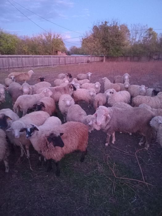 Vand carlani si berbeci