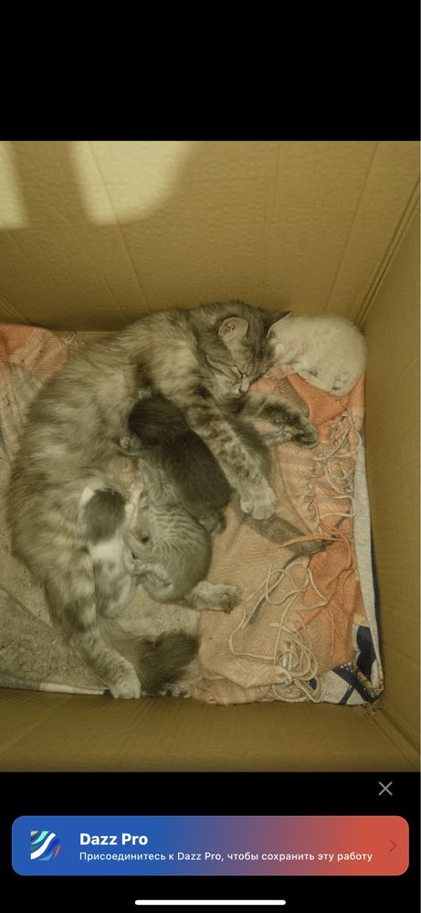 Кошка и её котята БЕСПЛАТНО