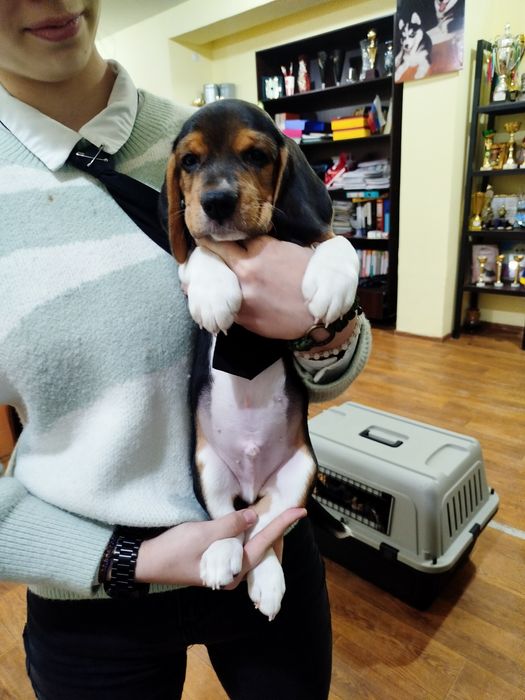 Предлагаются на бронированиеЩенки Бигля