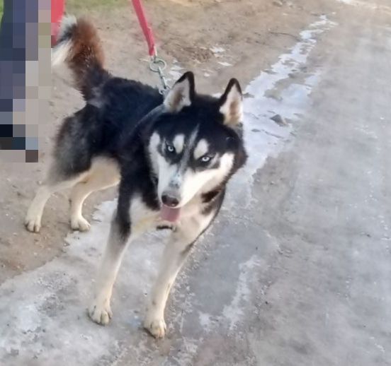 Layka oʻgʻil va qiz
