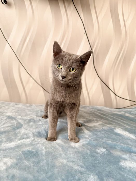 Котенок ищет семью. Стерилизована