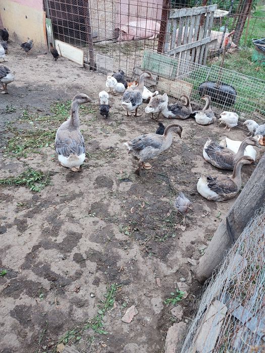 Vând gâște 150 de lei bucata