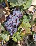 Struguri pentru vin ROSIOARA