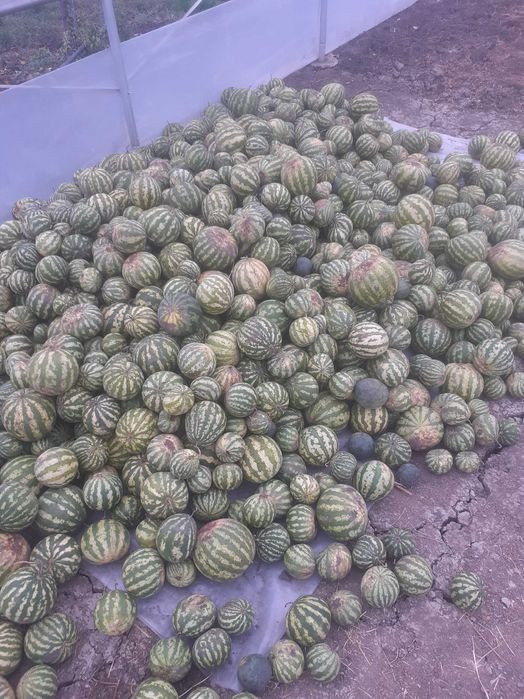 Pepene verde pentru murat