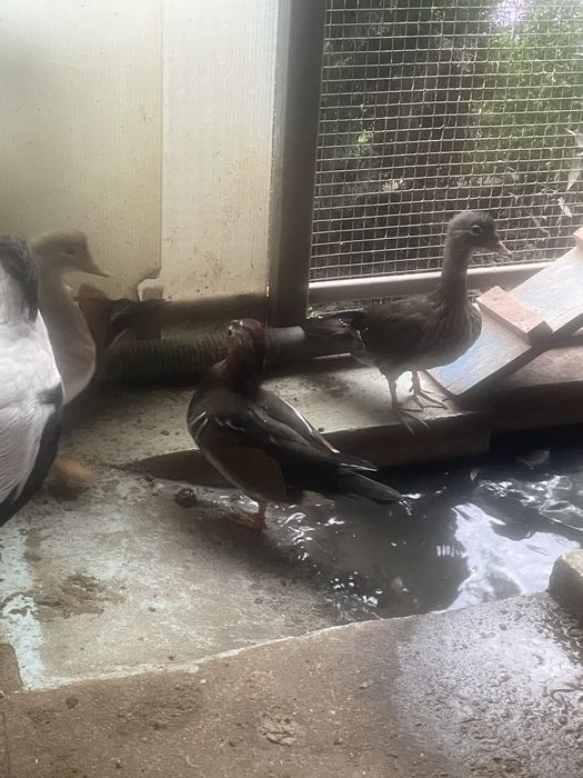 Pereche rațe mandarine si caroline