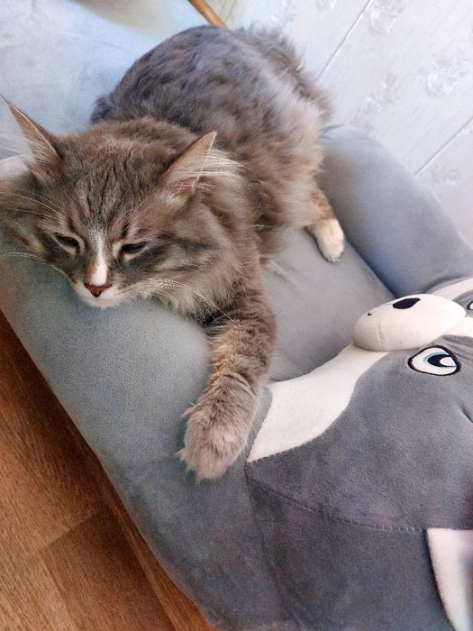 Отдадим даром кота. Ему 2,5 года. Зовут Локи. не в квартиру.