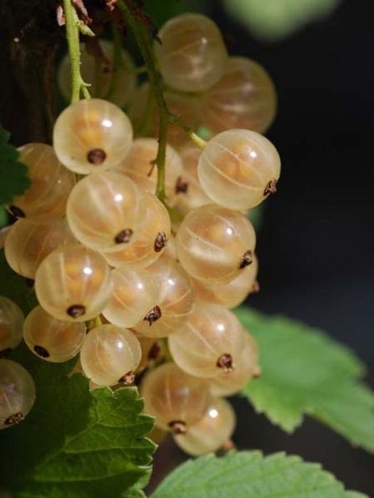 Arbusti Fructiferi (COACAZ ALB )