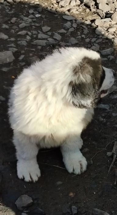 Mascul Ciobănesc Românesc de Bucovina 9 săptămâni