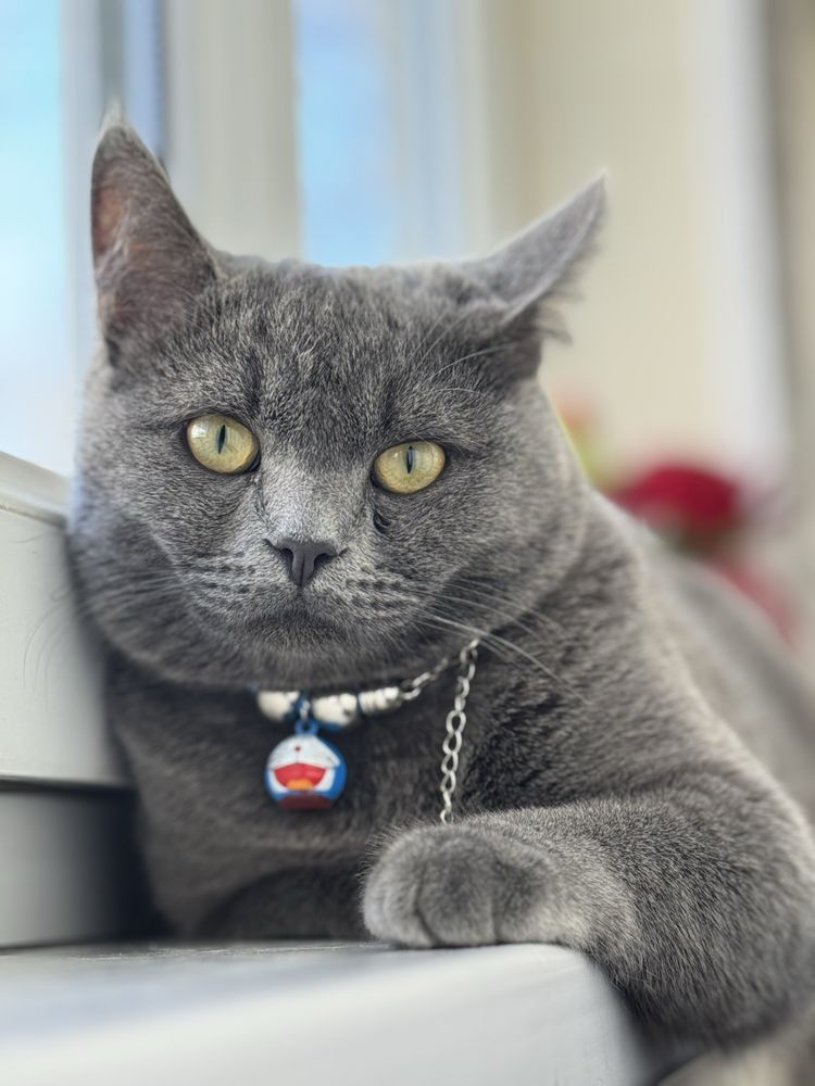Скотиш страйт тоза