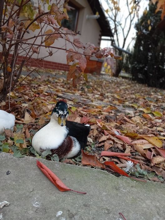 2 rățuște+ 1 rățoi