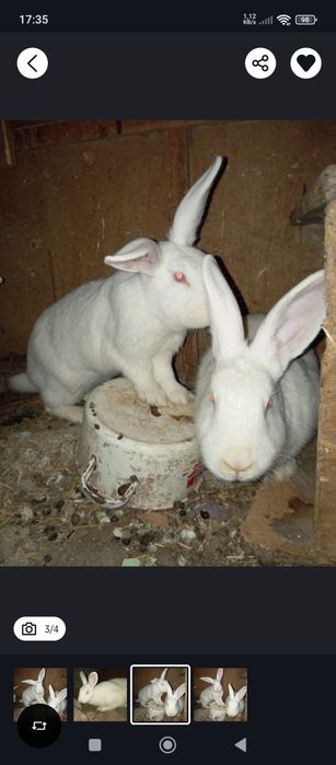 Quyon sotiladi 2 ta ayol