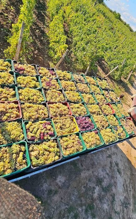 Struguri de vin calitatea 1