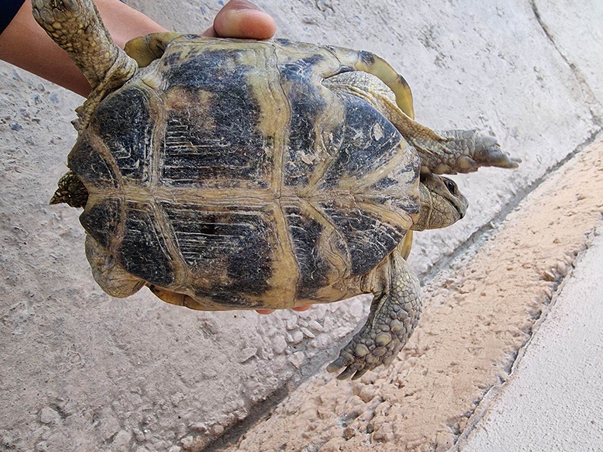 Toshbaqa arzon narxlarda kattaligi kosadan katta